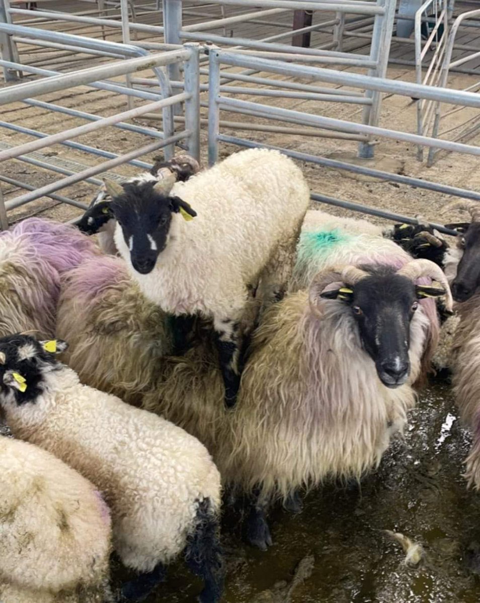 Mammies, always holding us up !!
Happy Mothers Day to all the special ladies in our lives 🥰
#MothersDay2022 #Connemara #irishmammies <a href="/AranConnemara/">Connemara & The Islands Conamara & naOileáin</a> <a href="/TG4TV/">TG4</a> <a href="/BrodHiggins/">misneachhiggins.bsky.social</a> <a href="/HelenORahilly/">Helen O'Rahilly</a> <a href="/ConnemaraIe/">Connemara.ie</a> <a href="/JCWLGeopark/">JCWLGeopark</a> <a href="/danoharafarm/">Dan O Hara Homestead</a> <a href="/galwaytourism/">𝗚𝗮𝗹𝘄𝗮𝘆 𝗧𝗼𝘂𝗿𝗶𝘀𝗺</a> <a href="/InaghLodge/">Lough Inagh Lodge</a>