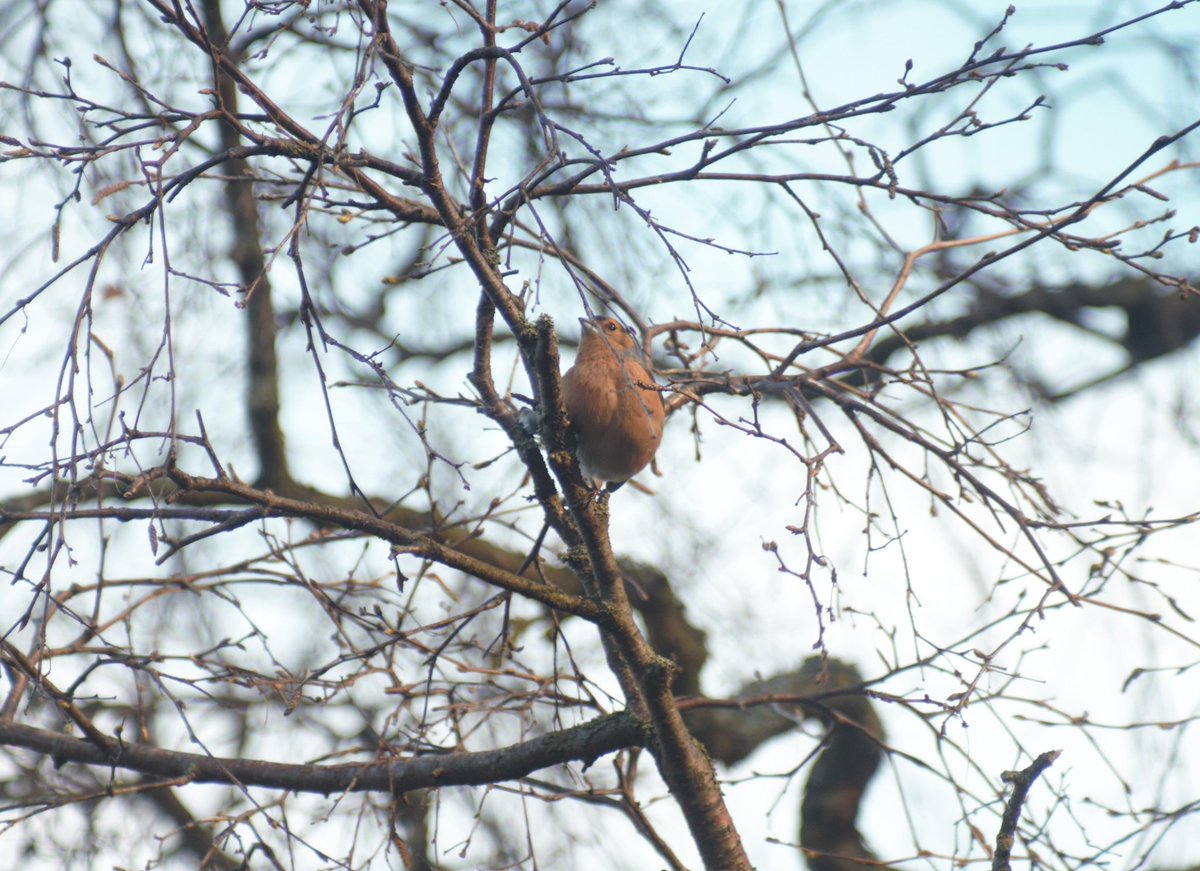 BatRachy's tweet photo. I was treated to chaffinches & greenfinches in the park this morning 💜
My first ever sighting of greenfinches in Armley Park; the lighting/composition would have been better but a man with an off-lead, barking, out-of-control dog came along so they flew off.
#ArmleyIsBeautiful https://t.co/M8zGSbXavk