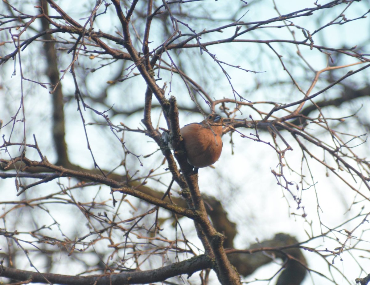 BatRachy's tweet photo. I was treated to chaffinches & greenfinches in the park this morning 💜
My first ever sighting of greenfinches in Armley Park; the lighting/composition would have been better but a man with an off-lead, barking, out-of-control dog came along so they flew off.
#ArmleyIsBeautiful https://t.co/M8zGSbXavk