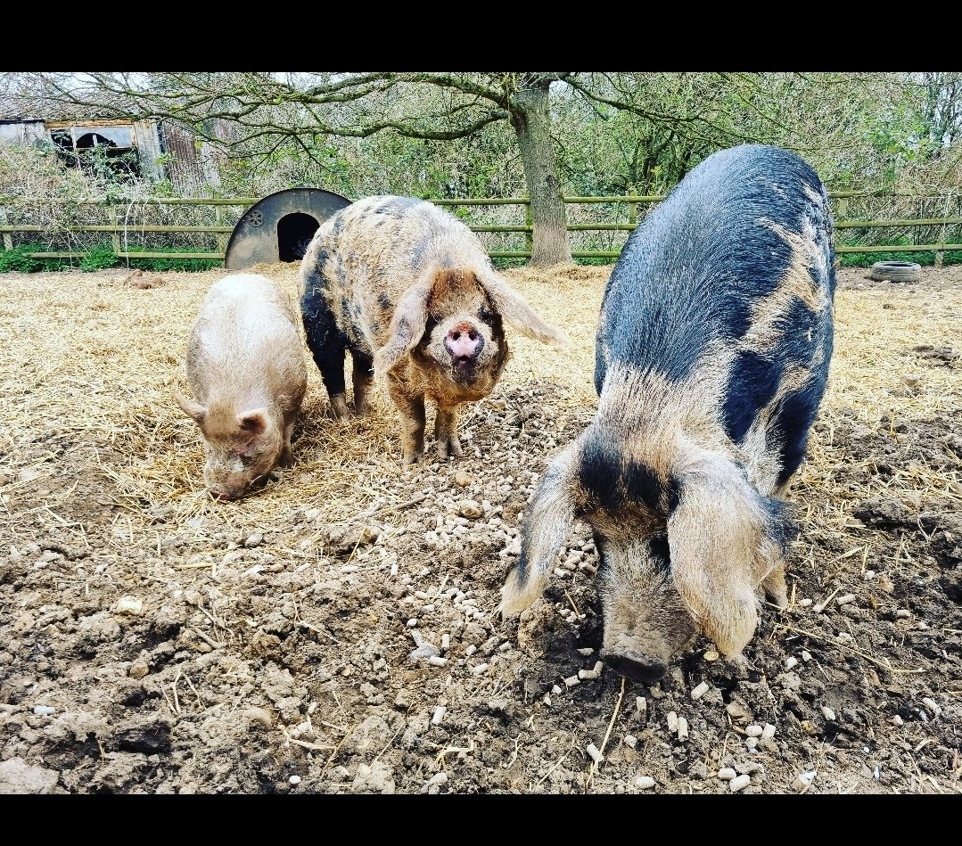 GilhamGremo's tweet photo. Happy Mummy's day to me and to all you lovely Mummies out there:π₯°
Part 1: π·ππΆπβ€οΈ
#CountryLife #MyFurBabies #3IsTheMagicNumber #SnapsFromThisMorning #SundayMorning #MyGang #AfterRugby #BeforeSquash #SmileyMe #MyFunnyFarm #LongWalks https://t.co/nWRz3qfn0H