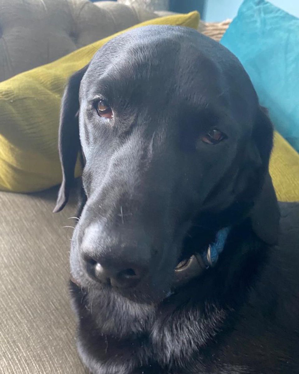 A word of warning to dog walkers in Priory Park Reigate. We had an emergency run 🚨 to the vets last night. Our dog had most likely ingested drugs in the woods 😡! Very poorly and on a drip all night. Thanks to the amazing care of Priory Vets will be fine. Please take care!