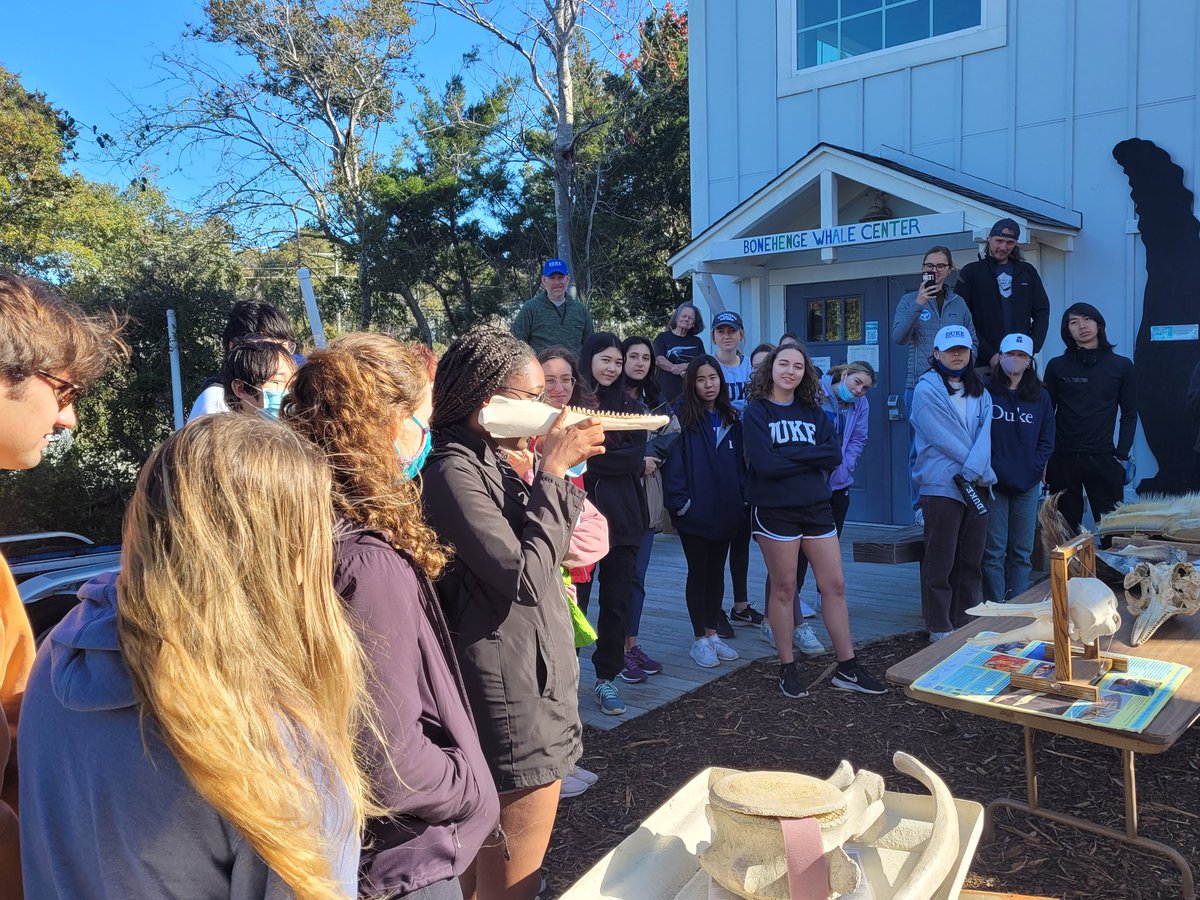 Bonehenge Whale Museum tour with Duke marine megafauna class. Highest value oil lubricant in history was the oil from lower jaw of the bottlenose dolphin "harvested" from NC! The oil does not freeze easily and aids the dolphins in ecolocation, like a stethoscope.