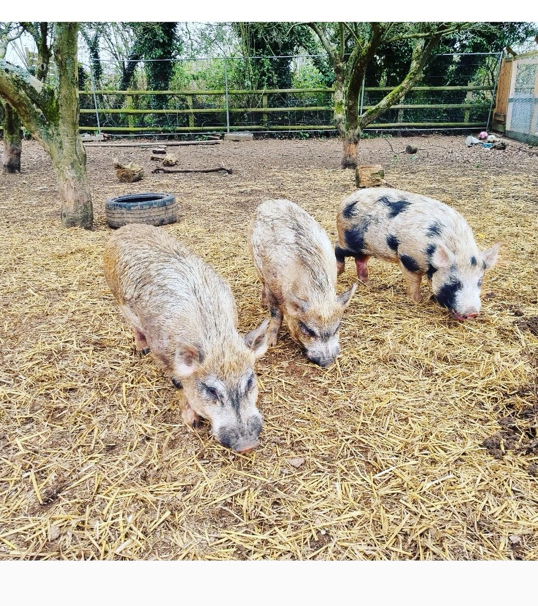 GilhamGremo's tweet photo. Happy Mummy's day to me and to all you lovely Mummies out there:π₯°
Part 1: π·ππΆπβ€οΈ
#CountryLife #MyFurBabies #3IsTheMagicNumber #SnapsFromThisMorning #SundayMorning #MyGang #AfterRugby #BeforeSquash #SmileyMe #MyFunnyFarm #LongWalks https://t.co/nWRz3qfn0H