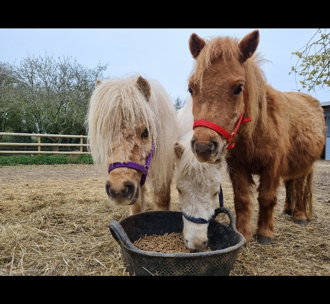 GilhamGremo's tweet photo. Happy Mummy's day to me and to all you lovely Mummies out there:π₯°
Part 1: π·ππΆπβ€οΈ
#CountryLife #MyFurBabies #3IsTheMagicNumber #SnapsFromThisMorning #SundayMorning #MyGang #AfterRugby #BeforeSquash #SmileyMe #MyFunnyFarm #LongWalks https://t.co/nWRz3qfn0H