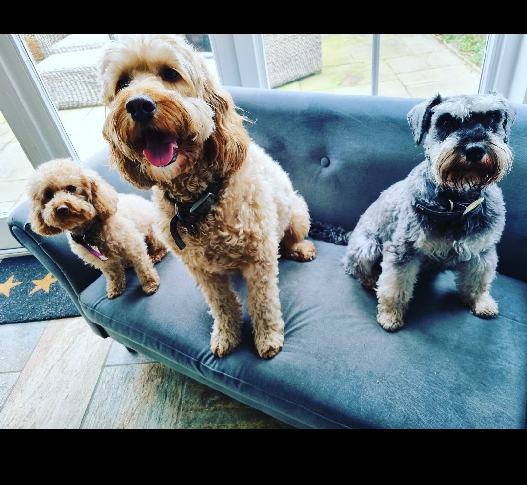 GilhamGremo's tweet photo. Happy Mummy's day to me and to all you lovely Mummies out there:π₯°
Part 1: π·ππΆπβ€οΈ
#CountryLife #MyFurBabies #3IsTheMagicNumber #SnapsFromThisMorning #SundayMorning #MyGang #AfterRugby #BeforeSquash #SmileyMe #MyFunnyFarm #LongWalks https://t.co/nWRz3qfn0H