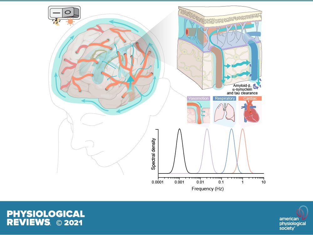 ➡️ Brain’s extracellular space contains abundance of proteoglycans & hyaluronan, which provide a low-resistance hydraulic conduit that rapidly can expand & shrink during sleep-wake cycle. We describe this fluid system of brain, meets brain’s requisites to maintain homeostasis.