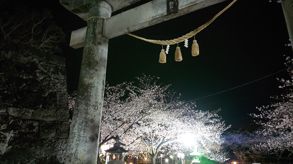 Hanakurorio's tweet photo. 🌸夜桜🌸

気づけば桜が満開です。
でもこれでもまだ五分咲き？
今度は昼間の桜も見にこなきゃ✨

#スマホ写真
#夜桜
#大村公園満喫中 https://t.co/tkFIKrPoop