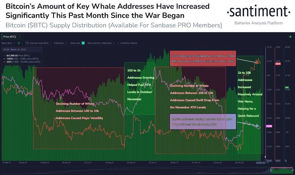 XinXN520's tweet photo. The number of BTC addresses with 1,000 to 10,000 coins soared by 8.3% to 2,203 wallets. This is the annual ATH, but it is far from the absolute maximum. The price increase usually occurs when this number drops, that is to say, tokens are transferred to retail investors and small https://t.co/o1OrkbtDQm