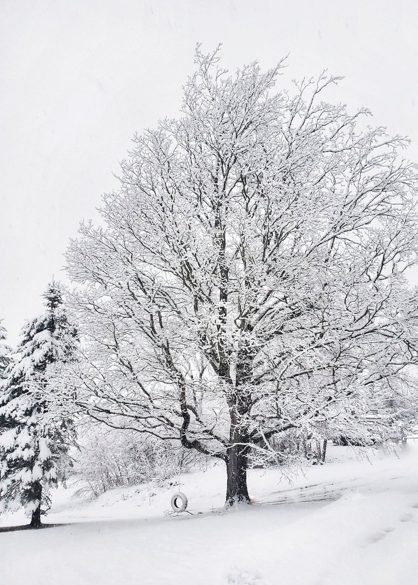 Catheri34164435's tweet photo. It was so white out this morning, I was hoping we were all done with this white stuff 😂
Anagance, N.B.
#nbwinter
@KalinMitchelCTV @YourMorning @weathernetwork @MurphTWN https://t.co/RfASGF9Nqv