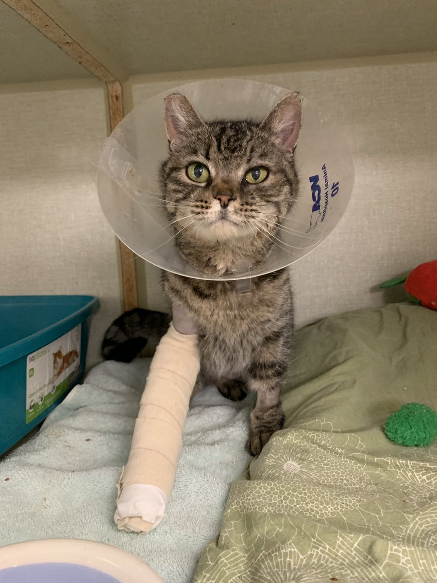 Luisa is amazing! We rescued her two weeks ago because she had a broken front leg with the bone exposed. She had surgery and is recovering well. She doesn’t let her cast and cone hold her back in the slightest. She loves making biscuits and rolling over for pets.