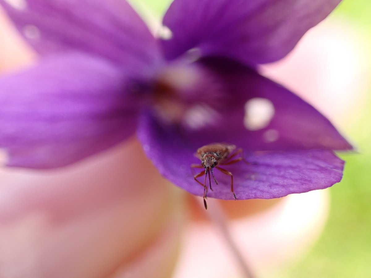 alison_fure's tweet photo. meet the hole maker #sweetviolets #Wildflowerhour #CRE https://t.co/A2ZruhjOSM