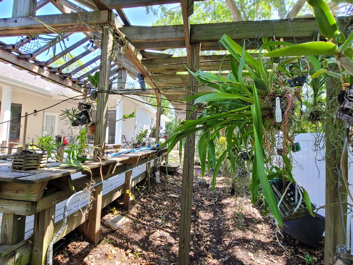 ConnieYurkus's tweet photo. Oncidium ensatum is a local species. It's time to find a way to squeeze big mama into the van and take it to Art Stone for help on repotting. It's going to be fun taking it in and out of the van. 😂 #orchids #FloridaSpecies #SpikesForDays #Oncidium #flowers https://t.co/IRo2ogG3hm