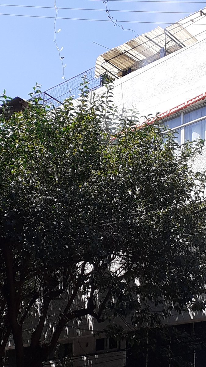 ANABELM5's tweet photo. @CFEmx Comienza a quemarse un arbol debido a los cables de electricidad,enfrente de una vivienda donde se encuentran tubos de gas,se hizo reporte desde el ultimo sismo e hicieron caso omiso. https://t.co/qpUmskInrI