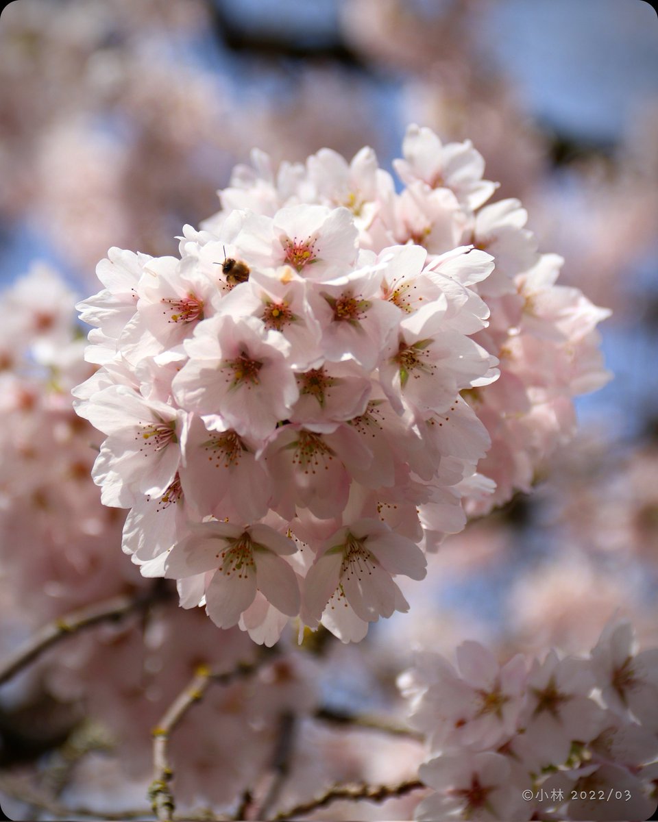 papolaw's tweet photo. "Hello Blossom Bee!"
Springtime is a Wonderful time to meet new friends. Like this little Bee ๐ธ๐
#SundayMorning #Spring #SpringIsInTheAir #Seattle #StormHour #lastweekendofMarch #SAKURA #CherryBlossoms๐ธ #WelcomeToWashington #Bee https://t.co/yXGu7s4P5J