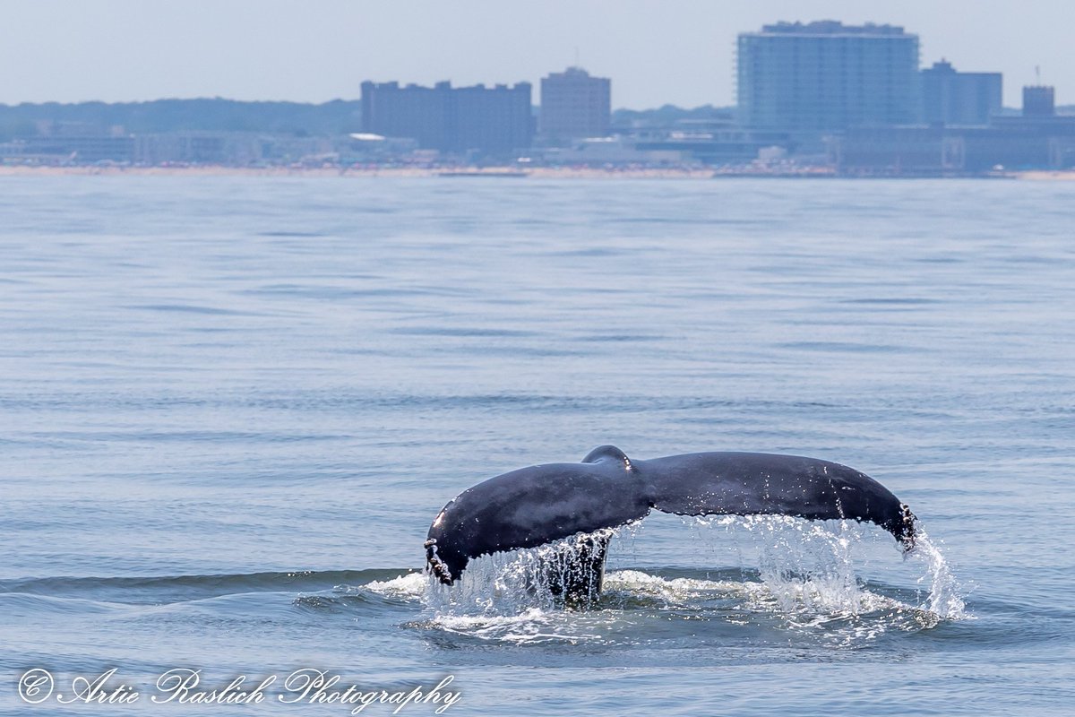 gothamwhale's tweet photo. Flukes have no bones. They are made of muscle and other tissues. #WhaleFact #NatureFact #TailsUpTuesday https://t.co/6fUAmNPYOw