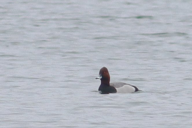 This Aythya hybrid was at Hilfield Res this morning – found by <a href="/BarryReed10/">Barry Reed</a>. Heavy crop and adjustments to bring out the chestnut tone to the head. Looks quite like the “Pochard x Ferruginous?” in the Collins Guide, but quite a headshape <a href="/BirdHybrids/">Bird Hybrids</a> #londonbirds #hertsbirds