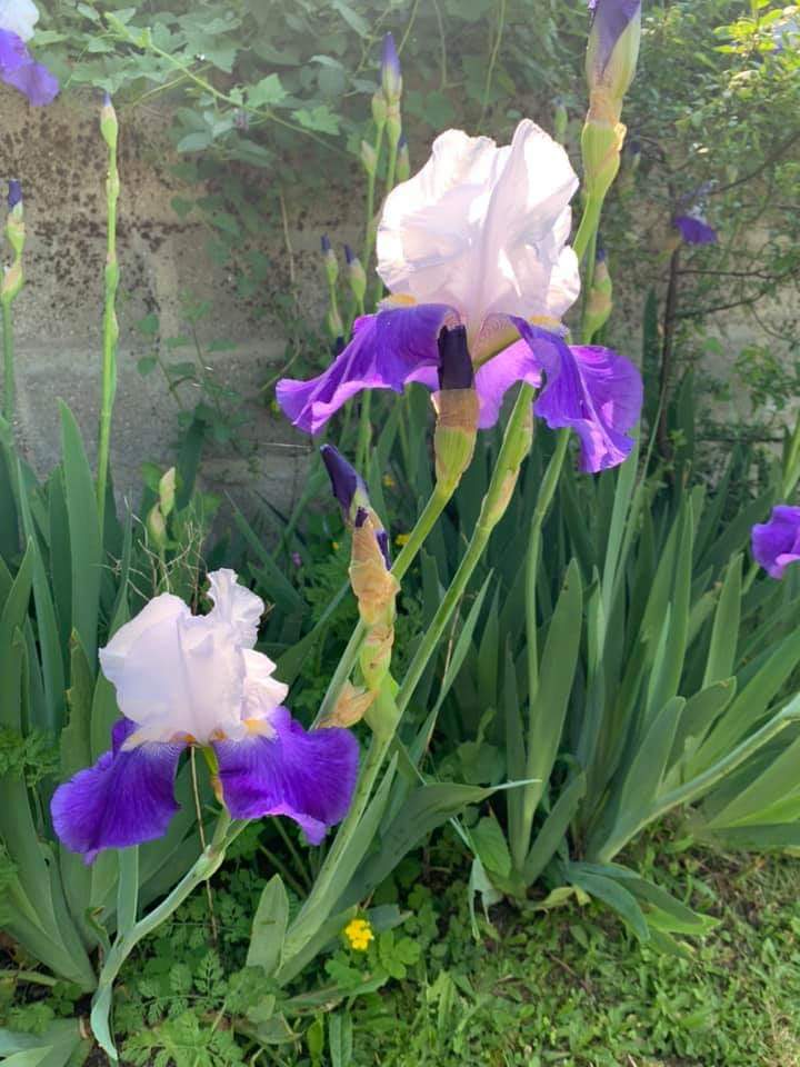 ISAGRAM49's tweet photo. @cdenigremont #Iris👑 #Battleflower⚜️ https://t.co/cp858GpWTR