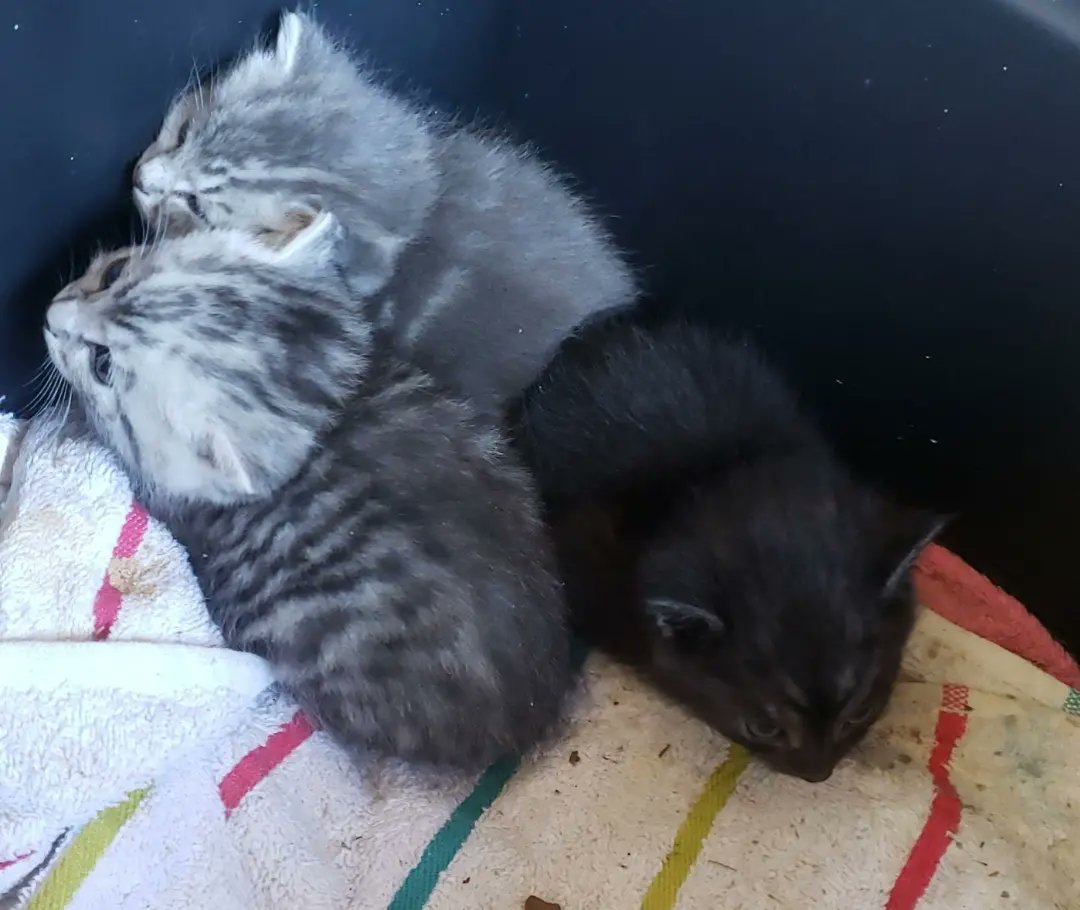 SydneyMayhem's tweet photo. We interrupt your regularly scheduled programming to bring you itty bitty kitty babies (and their pretty mama Josie) https://t.co/KGrhT5mdVF