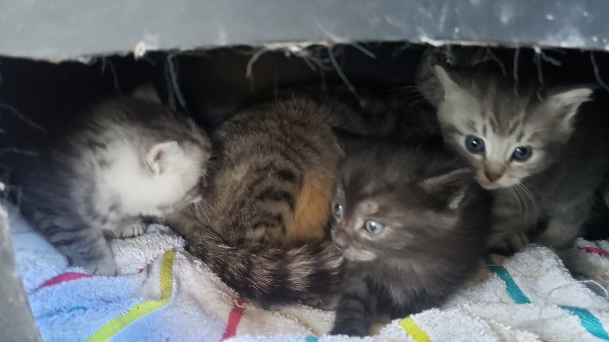 SydneyMayhem's tweet photo. We interrupt your regularly scheduled programming to bring you itty bitty kitty babies (and their pretty mama Josie) https://t.co/KGrhT5mdVF