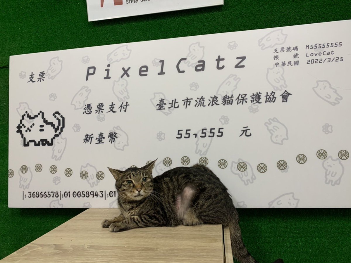 PixelcatzClub's tweet photo. PixelCatz 已在3/25到 臺北市流浪貓保護協會 完成捐款55555 元囉！
經過實地訪查，在這裡無論是生病或受傷的浪貓，除了可以得到完整的醫療照護外，後續還會在協會多休養一陣子，直到身心狀態都穩定了才開放認養，是個非常非常用心於照顧浪貓的公益團體呦！
#nft #nfts #nftcommunity  #sol #solana https://t.co/ka6hK3M9kw