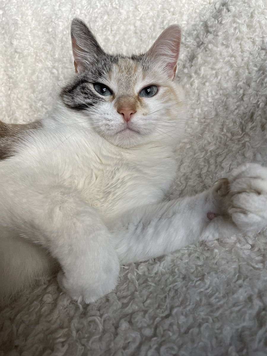 princess Lou tweet media