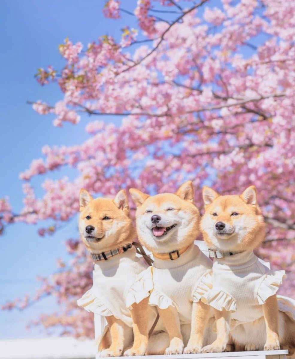 catandradec's tweet photo. Good morning #DogeArmy ☀️ Today look at the sky and see how good it is to feel the peace that comes from there💛 https://t.co/BpDGEQbuQE