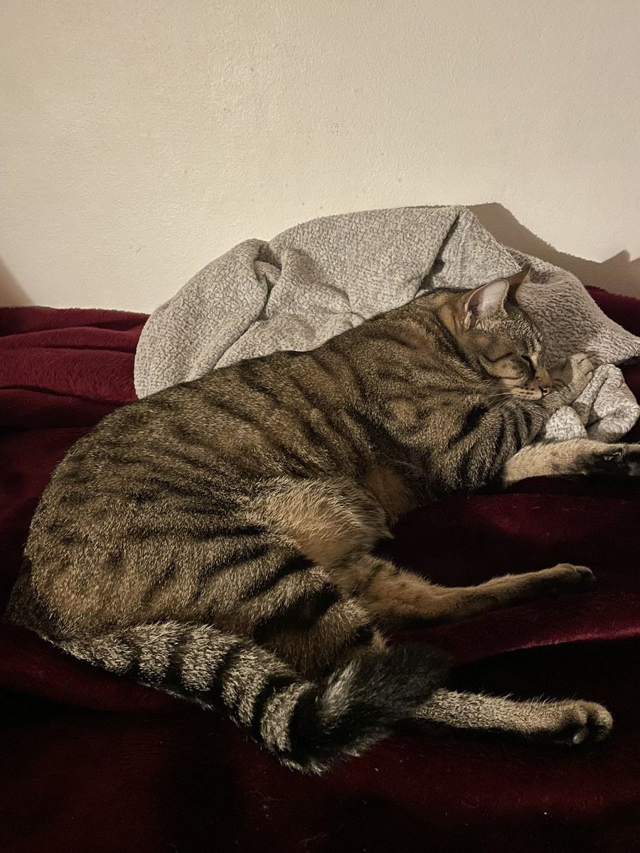 trippydevil's tweet photo. Wellp the beds been taken! #CatsOfTwitter #kitthecat #sleeping https://t.co/MmD1G6k8Z4