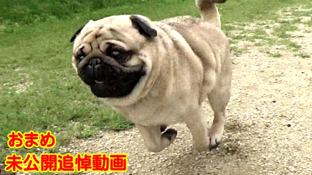 تويتر パグとフレブルの呟き على تويتر 最新動画 可愛すぎた癒し系パグ おまめ 未公開 追悼動画 T Co Y9nm4x52ce 滅茶苦茶かわいいパグの動画です パグ おまめ T Co Zttwdvymd5