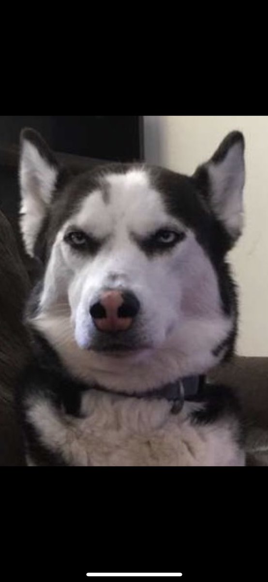 JT10_10's tweet photo. The husky is now 9 years old today. Here is my favorite pic of him looking super unimpressed to celebrate 🎉#miko #bigmeeks https://t.co/YevGimluMG