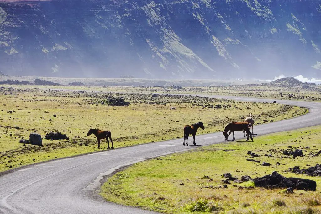 MelPhAvge's tweet photo. Hoy os daré un dato curioso sobre la isla de Pascua, Chile: La isla es bastante salvaje y ¡Podéis encontraros caballos y vacas mientras conducís!
Hay muchos carteles avisándote, pero nunca viene mal saberlo con un poco de antelación.
#descubreelmundoconavge https://t.co/syZxd9JnyI