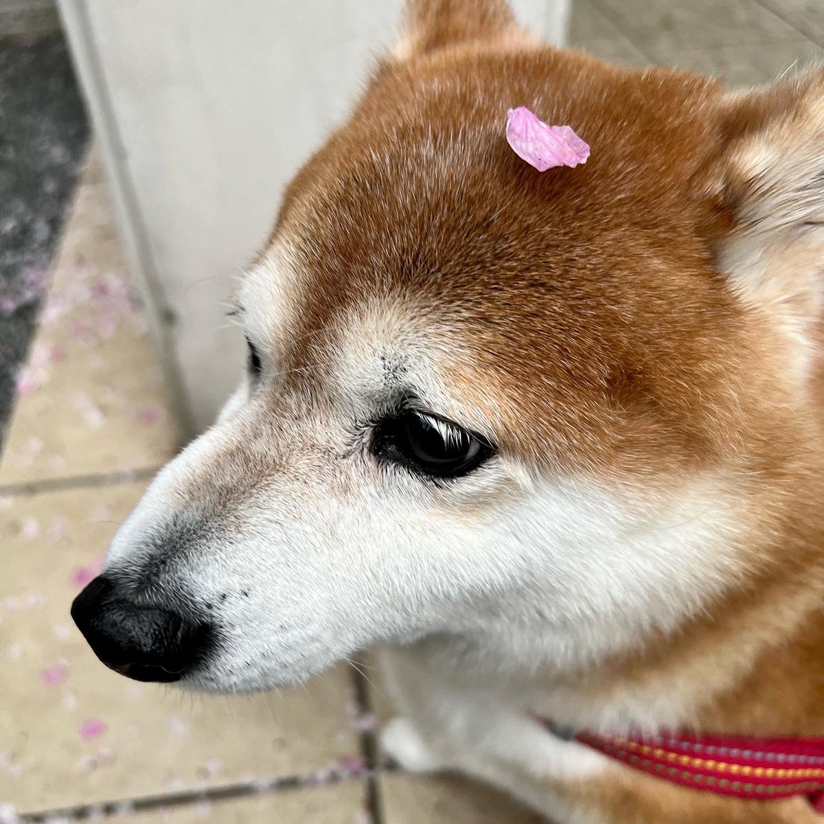 cha_kosan's tweet photo. ちゃーこさん！！
12歳誕生日おめでとう🎂🎊🎉

いつも元気をわけてくれてありがとうね☺️ https://t.co/ee9eGxnvSI