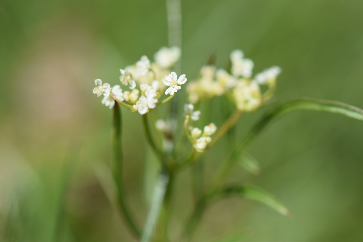 baggythecrust's tweet photo. Today is Pignut Day on boggybrae. Rubbish photos as I was trying not to slide down the bank as I took them #pignut #wildflowers #garden https://t.co/ppWgwJ8hJs