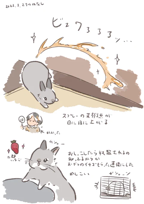 今日のrabbit…
#うさぎのいる生活 