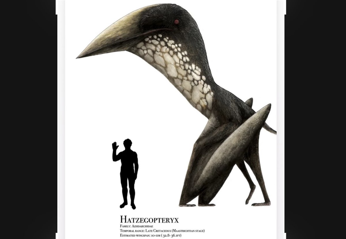 AndyRileyish's tweet image. the scariest animal that ever lived is not T-Rex or Velociraptor. It's this. The mouth alone is longer than your body. Apex predator. And it flew. May i introduce you to Hatzegopteryx.
