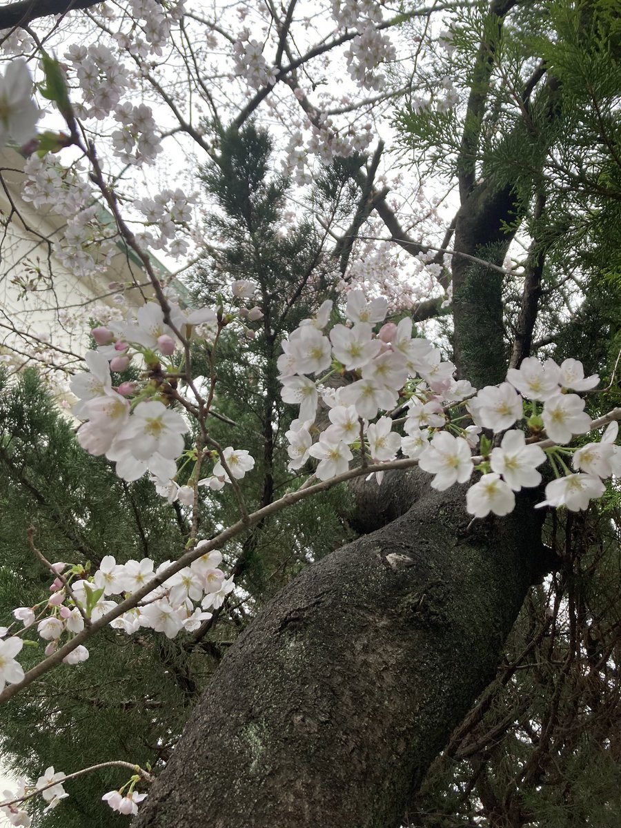 お散歩中に見つけた🌸
新年度新境地で頑張るぞ！