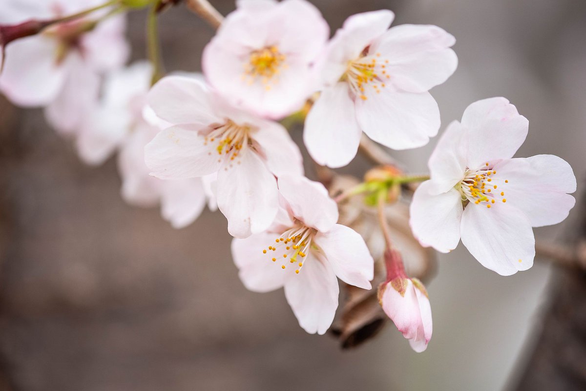 Minch_2009's tweet photo. 今日の目黒川の桜。α９+LAｰEA5+Minolta ApoTele Macro 200mmF4G。α９だとMFなので頑張ったｗ

#sony #ilce9 #目黒川の桜 #2022桜 #macro https://t.co/OvfmwZybrF