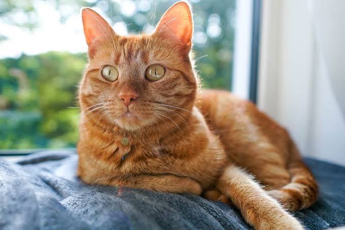 Tiofelino's tweet photo. ¿Podrán ser tan populares los gatitos "naranjosos" como los gatos Tuxedo? Presume a tu gato "naranjoso". https://t.co/WILkdYqfTP