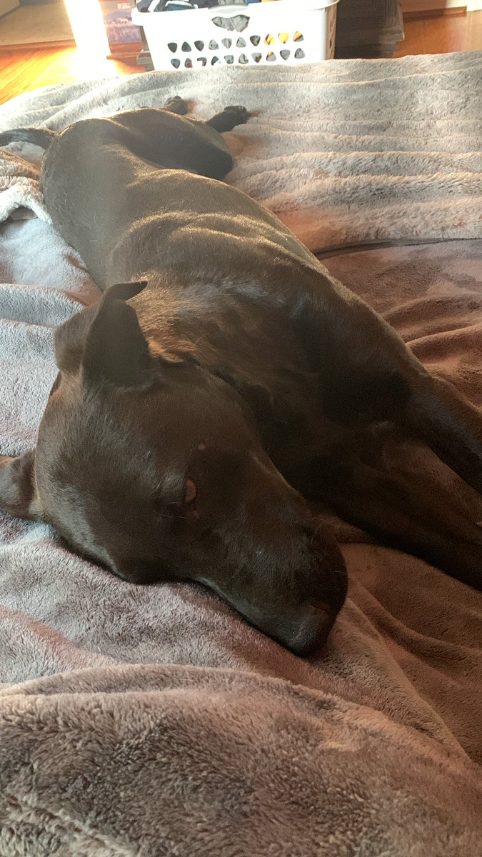 raley_maggie's tweet photo. Someone tell me not to keep her. She already gets along with my dog🥲 https://t.co/mYTdMY3zlr