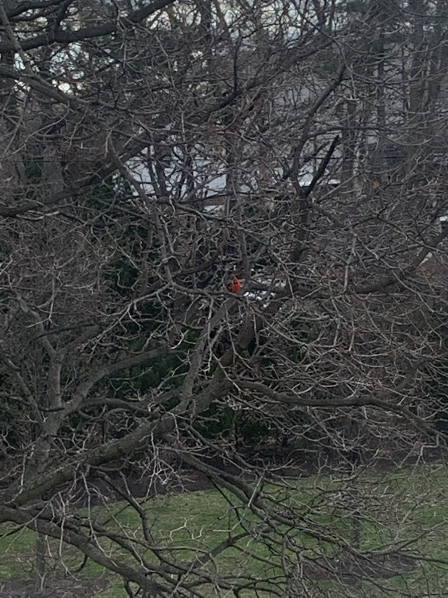 Me -> “So we meet again, cardinal!” 
Cardinal -> “Sorry to disturb you all the time Sid, but I really love visiting your tree!”