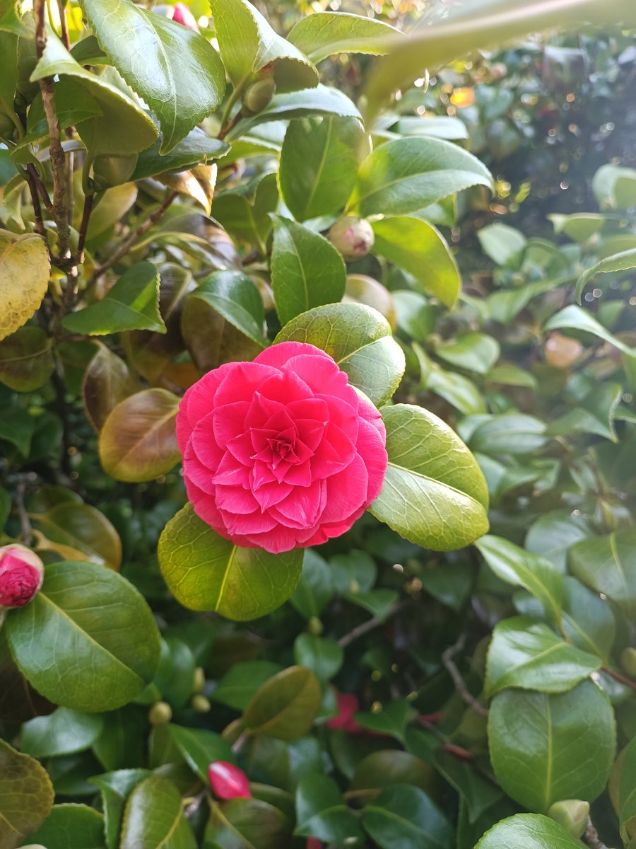 Masonbrook's tweet photo. Day 86 #100daysofwalking2022 #round2crew @NTBreakfast super day for a walk at #fota gardens.. Happy Mother's Day to all the wonderful mums.. https://t.co/A8GHSUrzYO