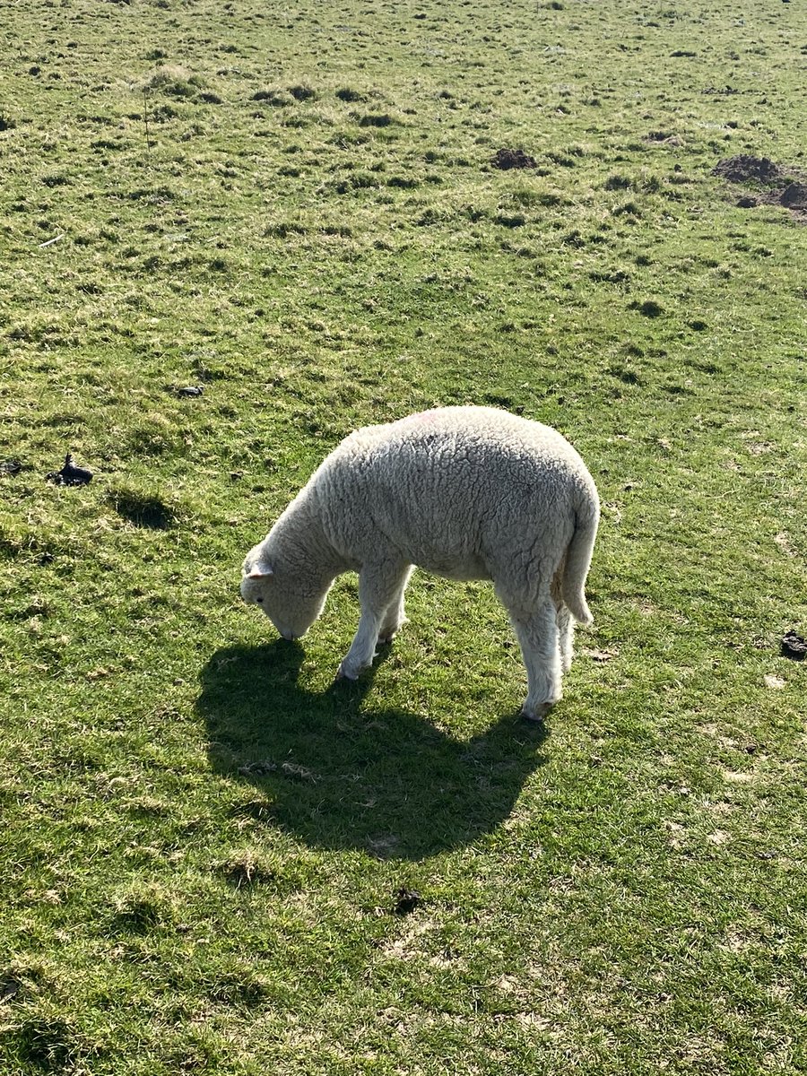 happy_matty86's tweet photo. Gorgeous walk, lambs, lakes, reservoir. woodland, pub for a G&amp;T and now an iced coffee in the garden. ☀️ #LovelySunday #HappyMatty @SHemblade https://t.co/iB51hueHhF