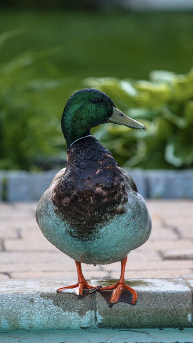 thesneakylens tweet media