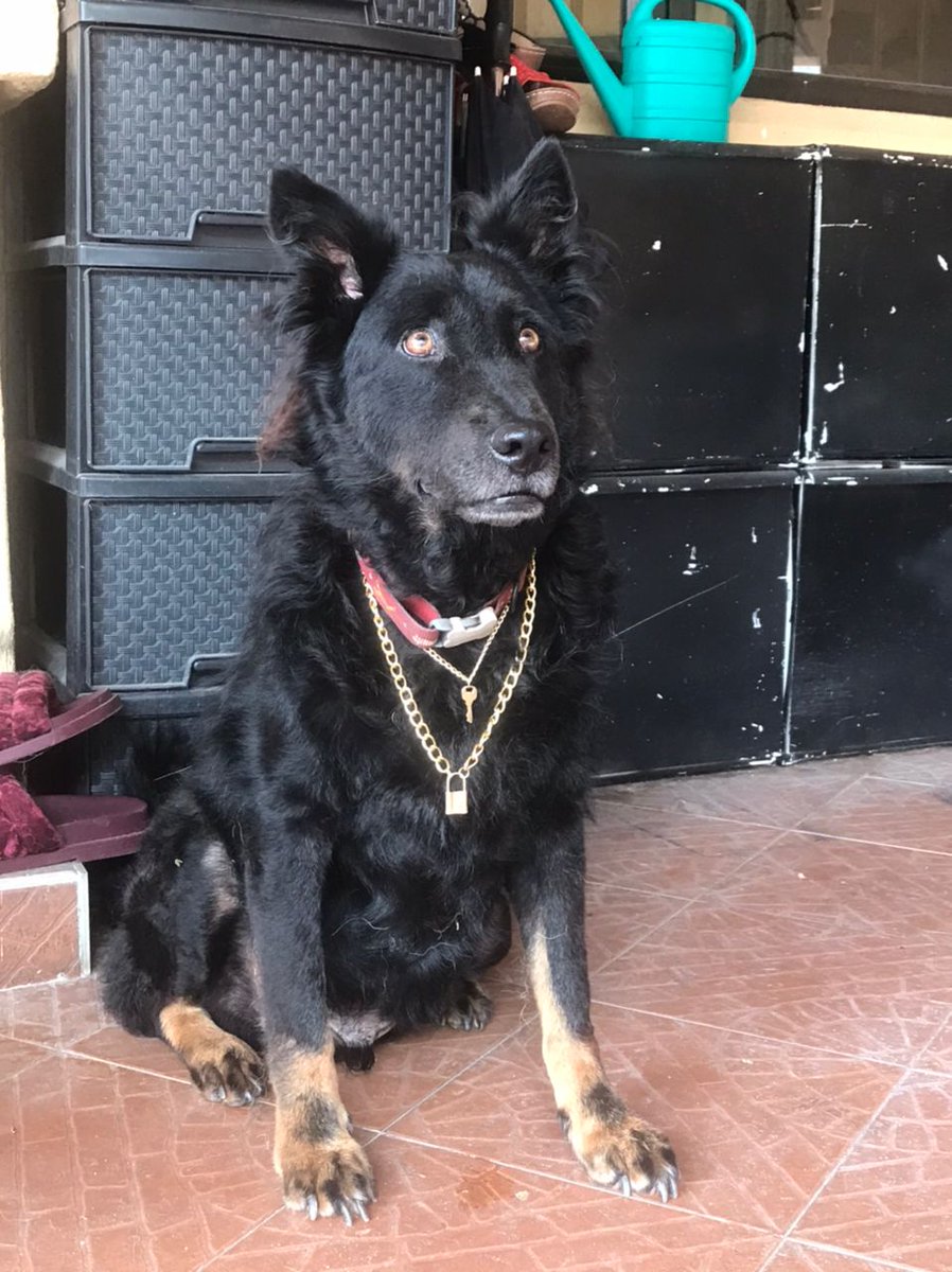 jonnyha's tweet photo. If anyone sees Caesar, please call the number listed?
(Not sharing in text in case there are scrapers/crawlers)

#TamanDesa #TamanBukitDesa https://t.co/8GZpTS3YGO