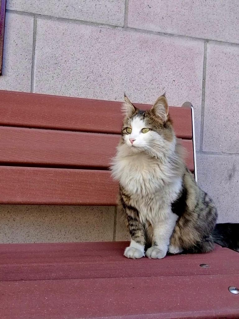 GulcinAbdioglu's tweet photo. Haberim yokmuş gibi çek Reis 😂 📸#kedi https://t.co/D2YHr1AeZc