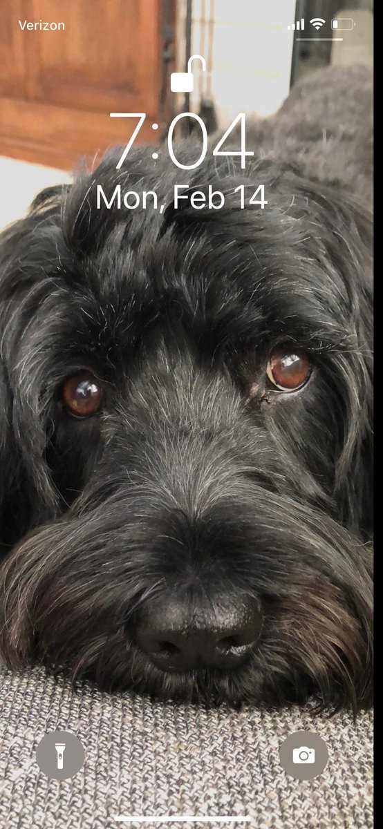 drpjs2455's tweet photo. Blessings on your family. Had to put Ernie down with the same diagnosis Feb 2nd. His energy is missed in our home. https://t.co/3OnicuZxNm