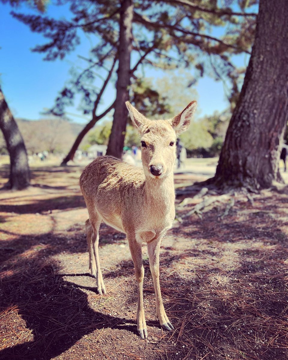 natchang_m's tweet photo. かみさまのつかいです。

They, the deer🦌 in Nara have been considered as the divine messengers since ancient times. 

#鹿 #シカ #シカでした #うれしー こと #嬉野雅道 さん #水曜どうでしょう #名言 
#動物 #動物が好き #かわいい
#奈良 #奈良が好き #奈良公園 
#旅 #旅の記録 #旅が好き https://t.co/Z7nrh9Otzj