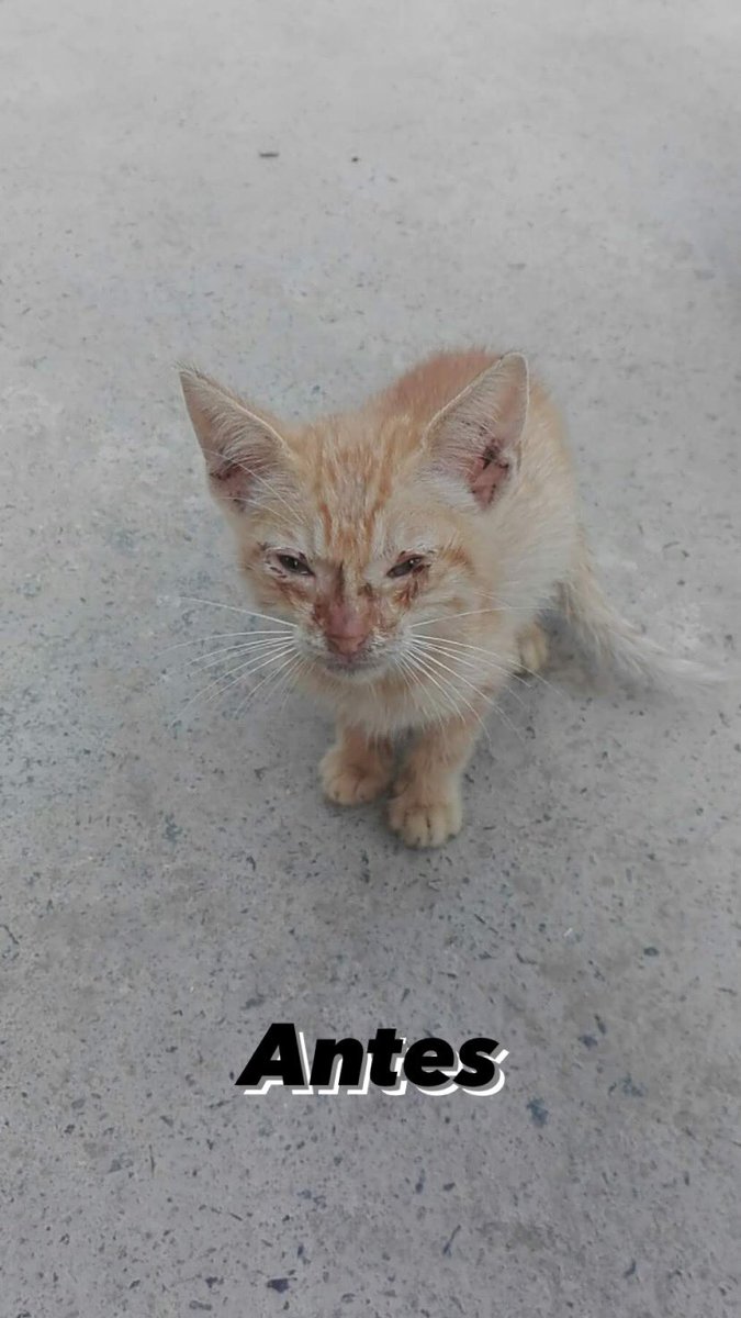 Milo fue rescatado cuando apenas tenía 1 mes con una serie de problemas de salud. Hoy, con 2 meses y 3 días podemos decir que Milo se sanó completamente. Está buscando casita, es machito, desparasitado. Ayúdenme difundiendo por favor para q este angelito encuentre hogar. ❤️ RT!