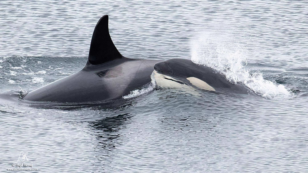 Happy Mothers Day to the wonderful Mums in the three Northern Isles Community #Orca pods. Clockwise from top left and photographed with their calves here in #Shetland are '73', 'Grace', Vaila' and 'Razor'.