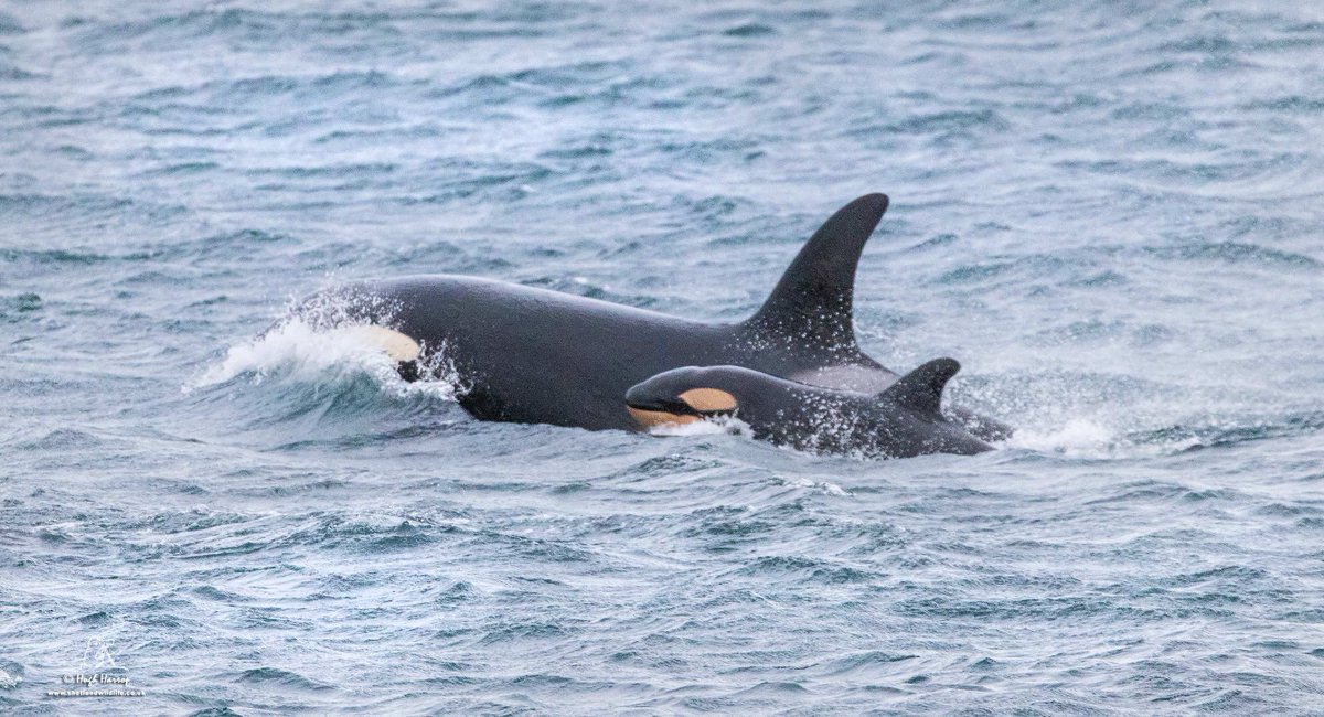 Hugh Harrop Wildlife tweet media