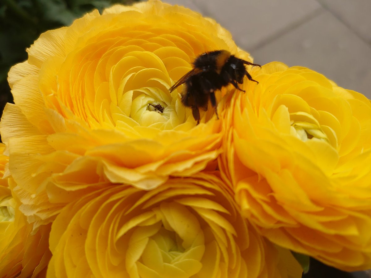 HattushR's tweet photo. Happy mother's Day 💐 #se23 #hattush #honoroakpark https://t.co/rnTnJ389OU